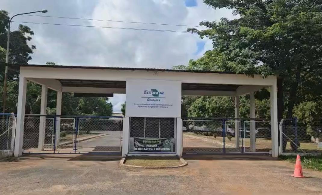 Processo Seletivo Embrapa Roraima PIBIC/PIBITI 2026: bolsa de R$ 700,00 para 9 vagas 1 processo seletivo Embrapa Roraima PIBIC PIBITI 2026